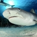 shark_tiger_ft_lbb_h_4457_bah5140.jpg
